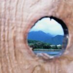 「私が好きなのは屋久島の地杉（じすぎ）なんです」～【地杉女子】が語るスギの魅力～《第３回 屋久島Life＆People 》