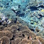 屋久島の夏と水のこと《第七回 屋久島Life＆People》