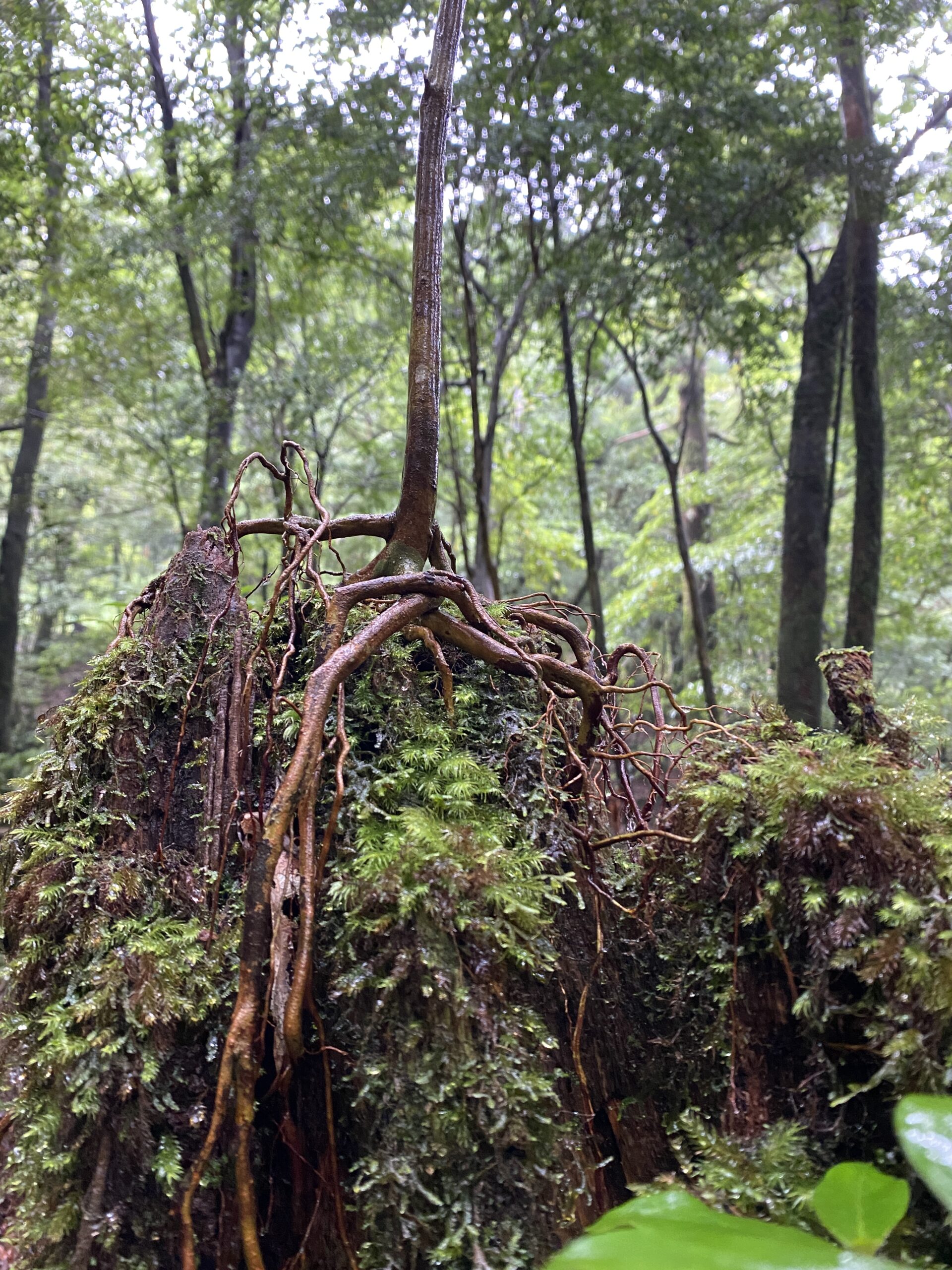 deep森林浴（2022.7.11）