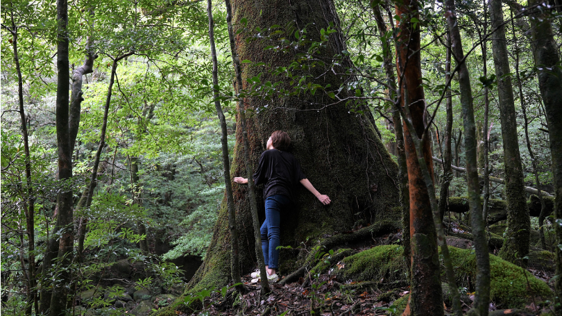 プログラムレポート