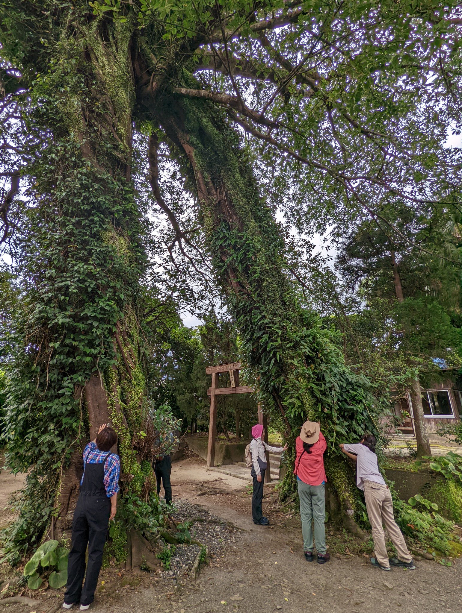 deep森林浴（2022.7.12）