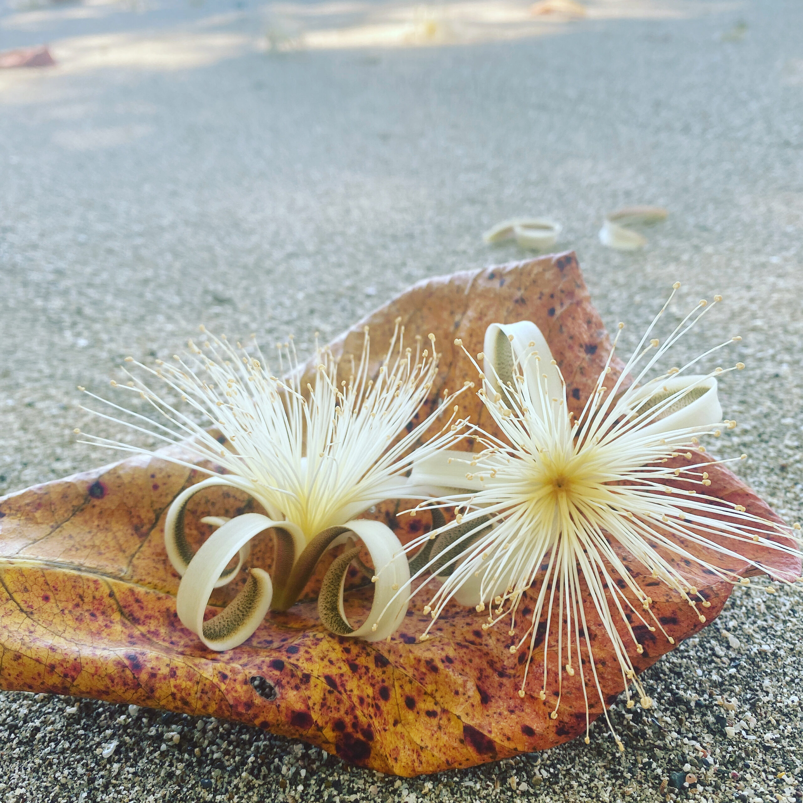 コスタリカの海辺で