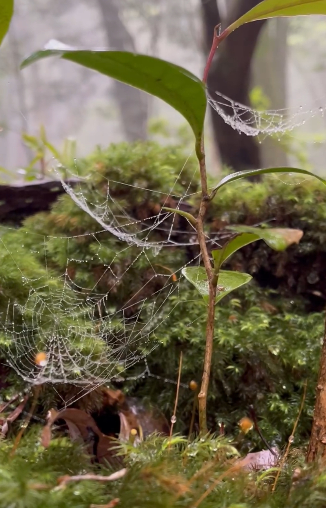 ＜wholenessリトリート参加者のコメント②＞(April 26-28)