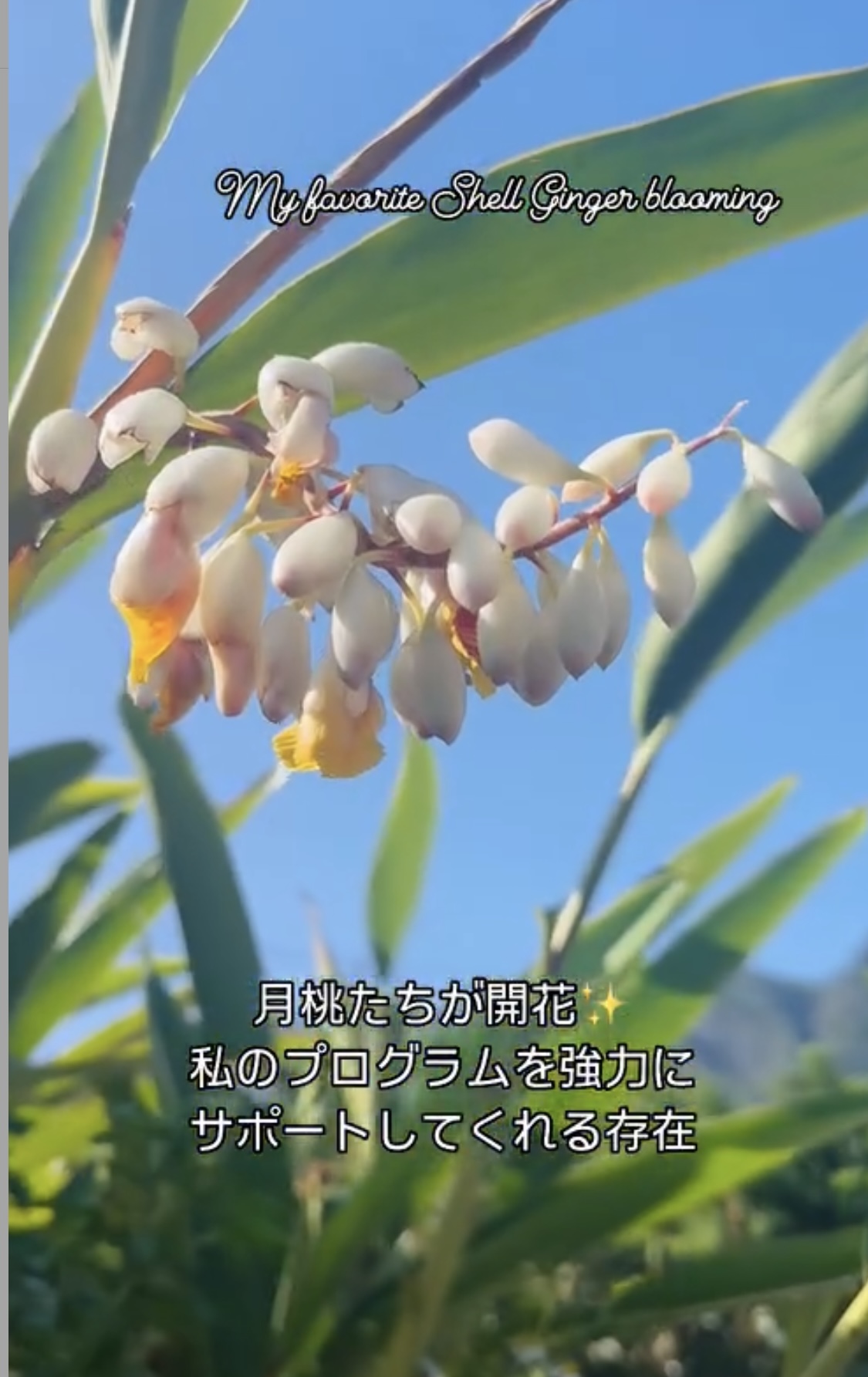 我が家の月桃の開花が始まりました！