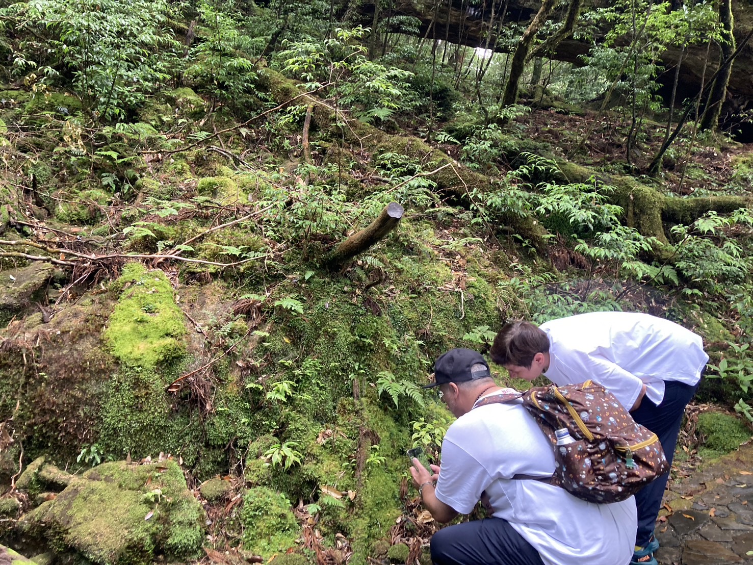 恵みの雨・屋久島の森歩き