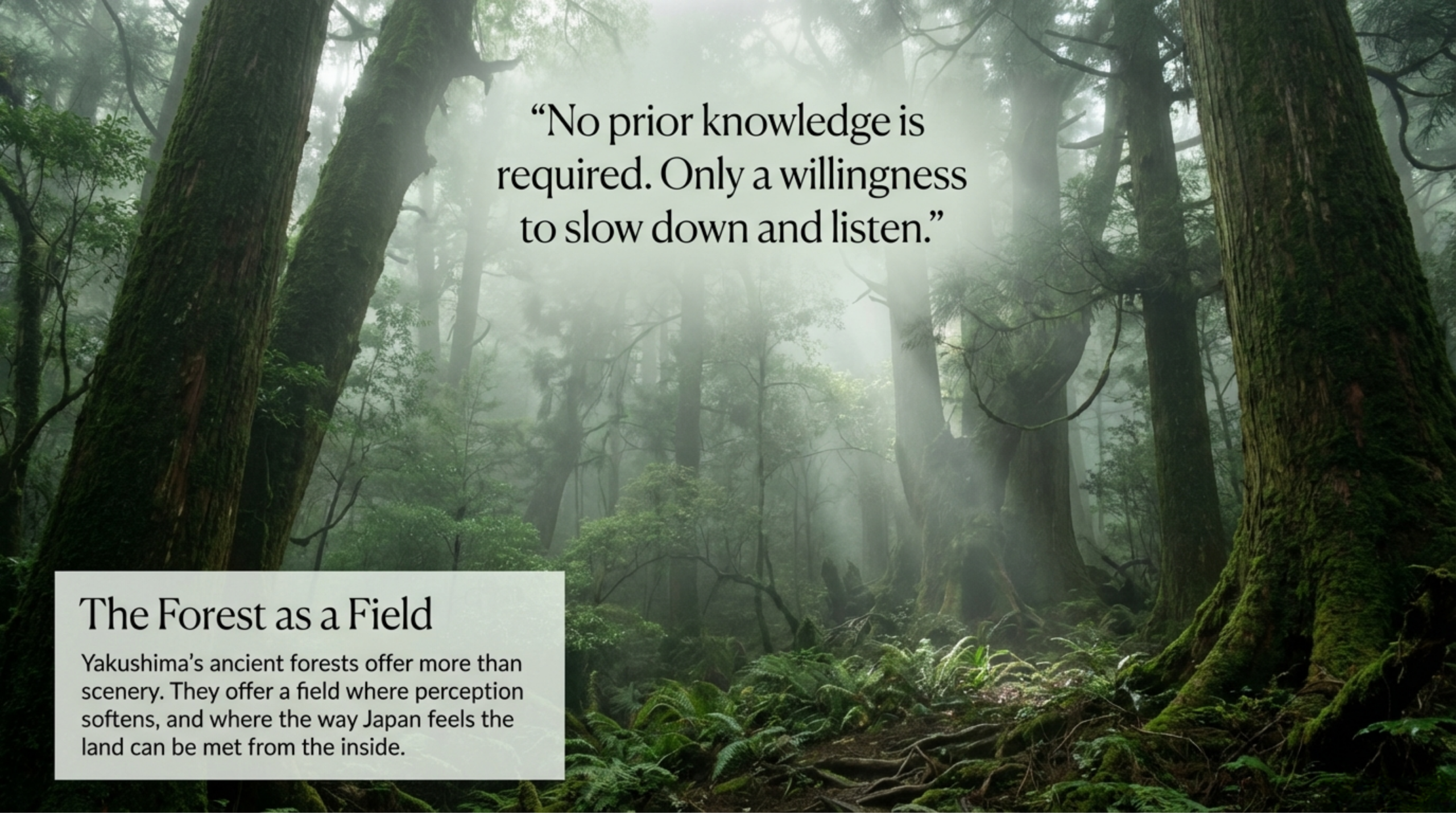 Misty forest in Yakushima inviting stillness and listening, part of a multi-day deep forest retreat in Japan