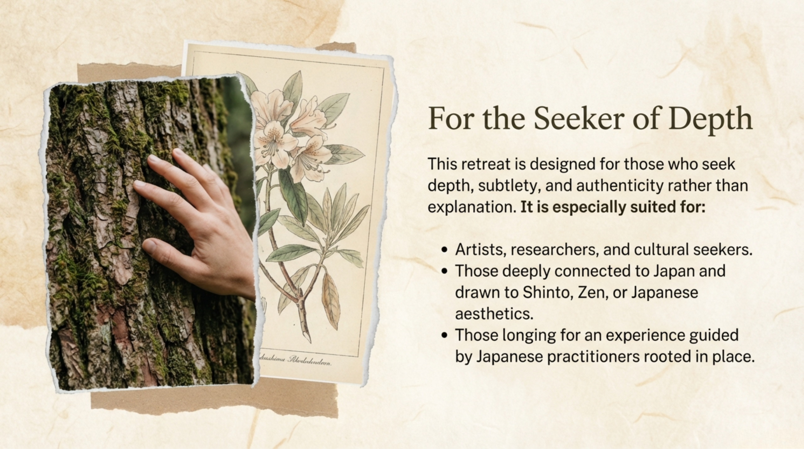 Hand gently touching tree bark in Yakushima forest, symbolizing embodied connection in a deep forest retreat