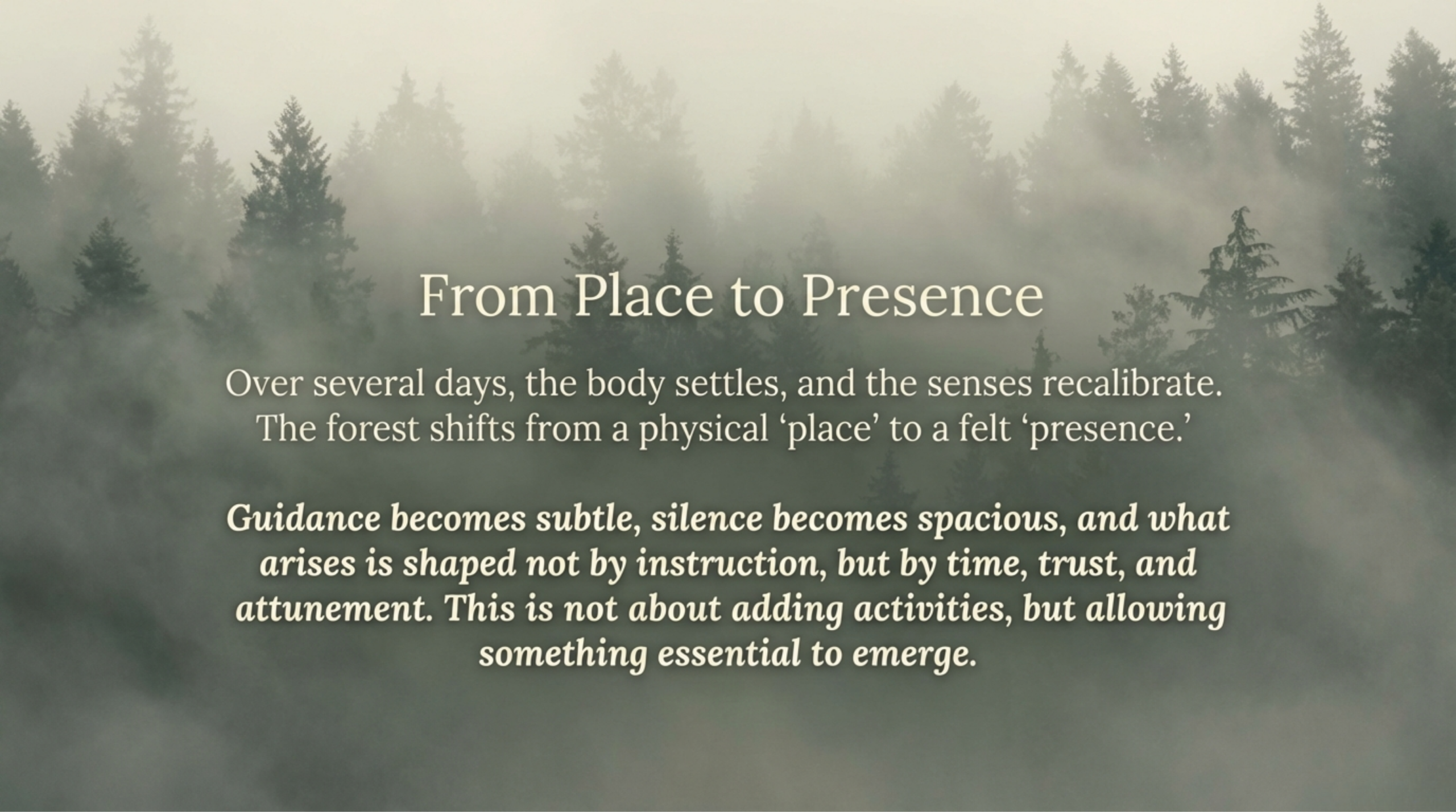 Fog-filled forest landscape expressing the shift from place to presence during a deep forest retreat in Yakushima