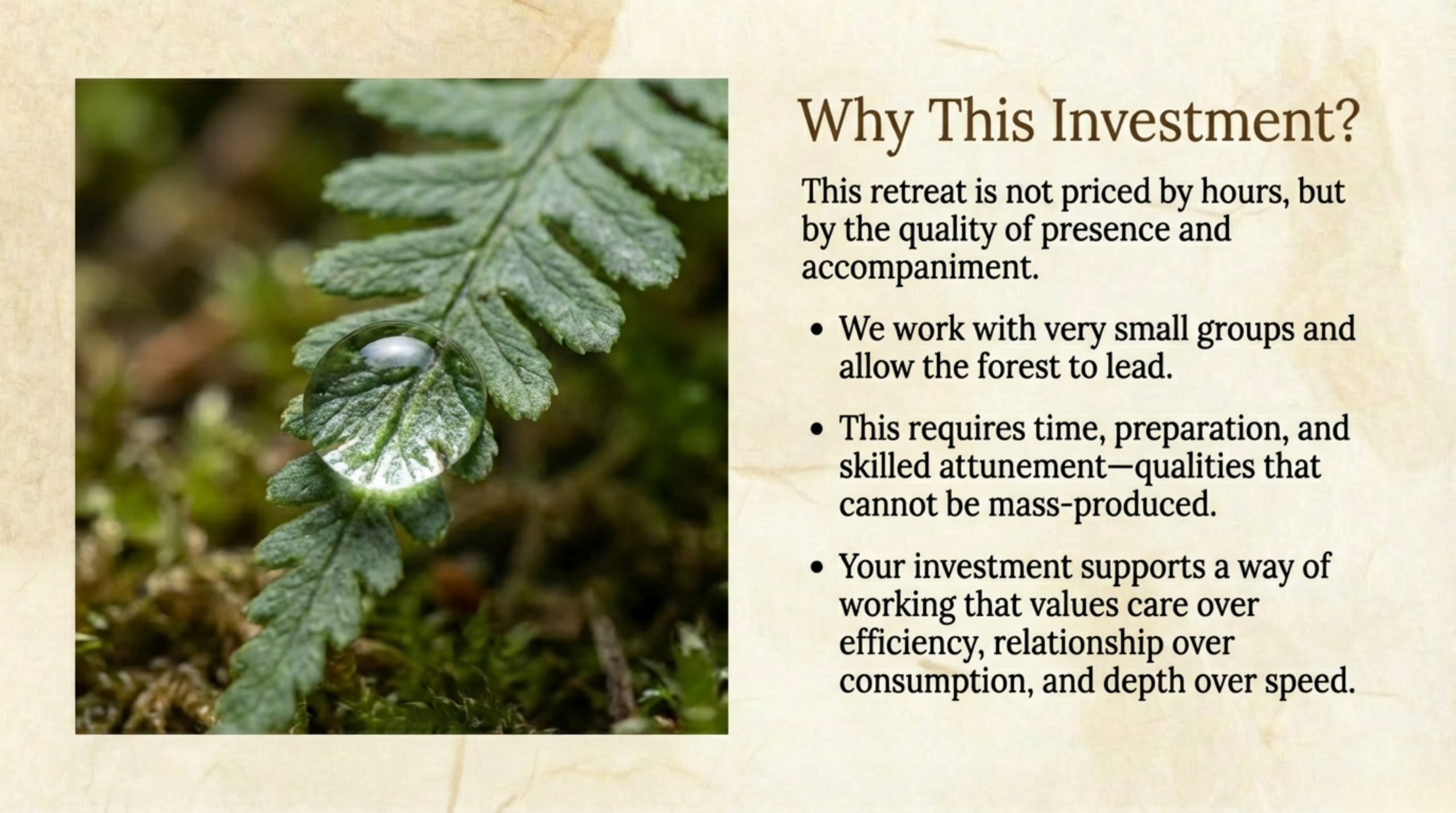 Water droplet on a forest leaf symbolizing care, time, and attentiveness in a Japanese forest retreat